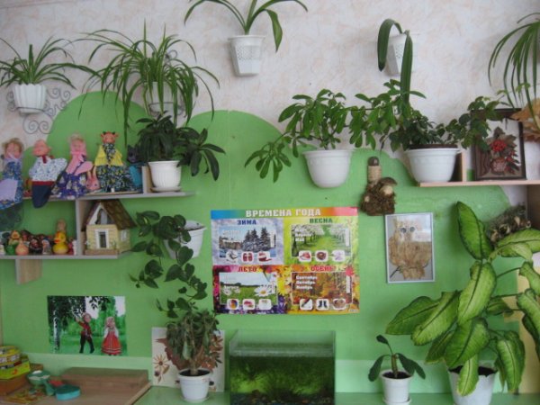 Зеленый уголок в ДОУ