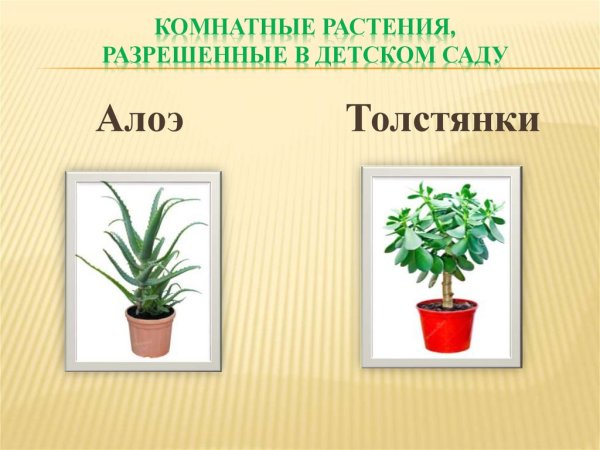 Безопасные комнатные растения
