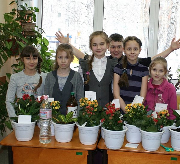 Комнатные растения класса в школе
