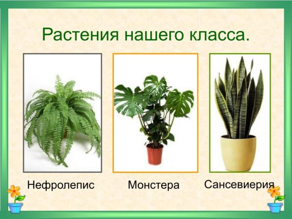 Монстера и сансевьера