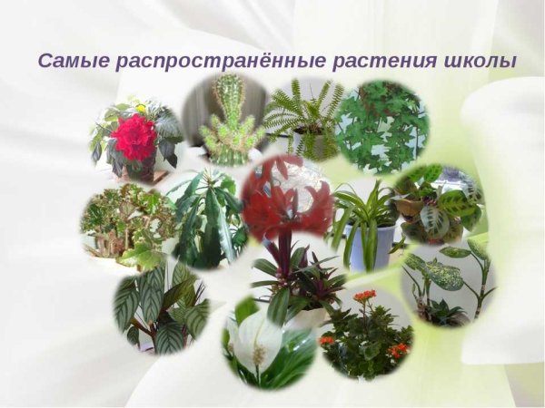 Комнатные цветы в школе