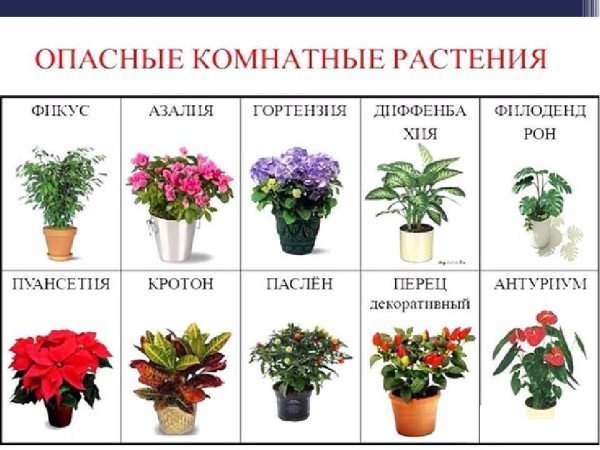 Полезные комнатные цветы