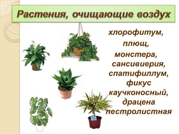 Комнатные растения для детей