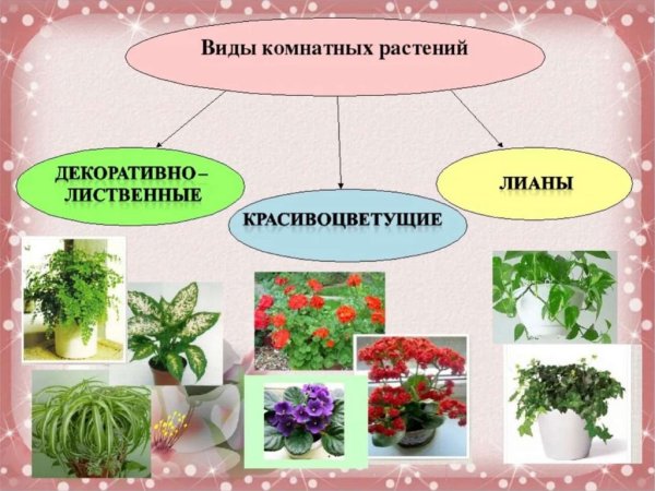 Комнатные растения в детском саду