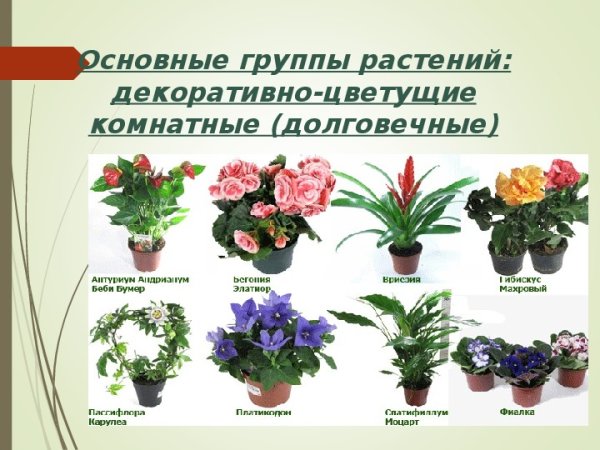 Группы комнатных растений