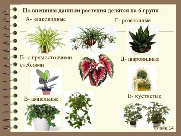 Комнатные цветы на букву в