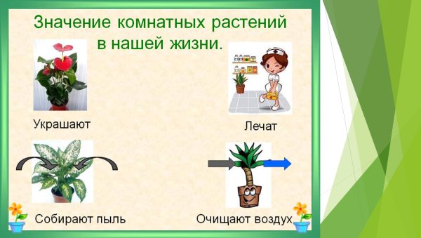 Калла сансевьера гиппеаструм