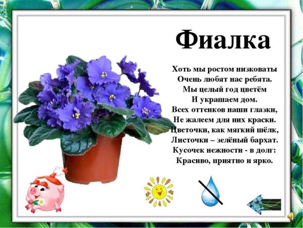 Мир комнатных растений