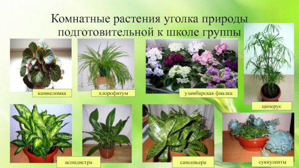 Уход за комнатнамирастениями