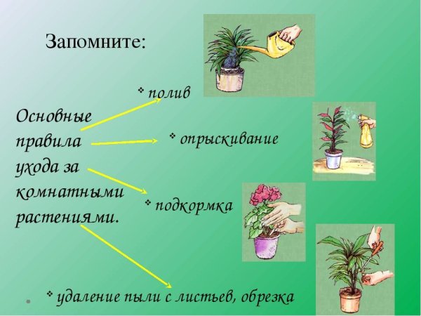 Тема комнатные растения
