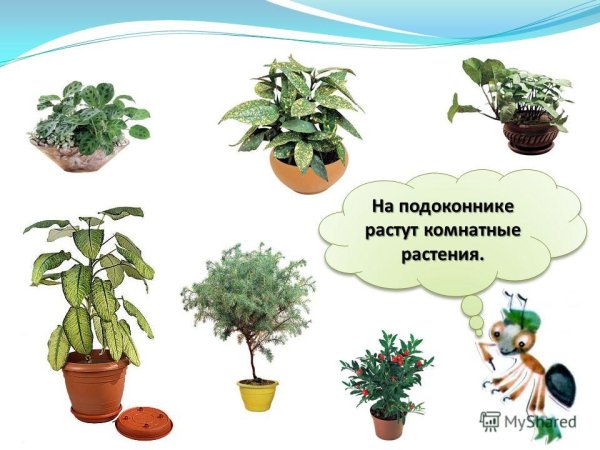 Комнатные цветы в детском саду
