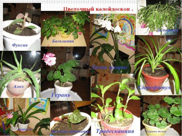 Комнатные растения в детском саду