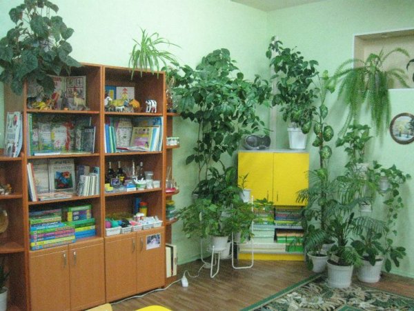 Комнатные растения названия