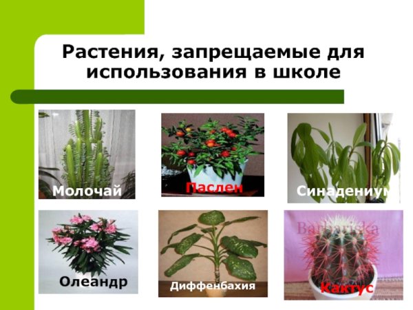 Герань бегония фиалка