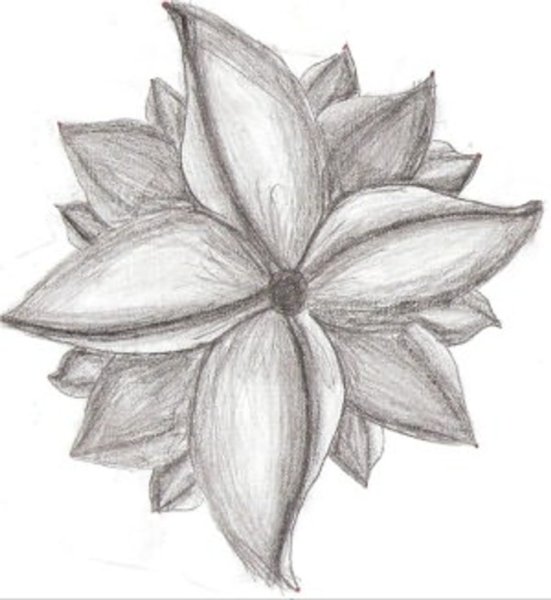 Рисунки для срисовки цветы