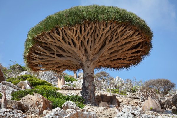 Дерево Brachychiton acerifolius