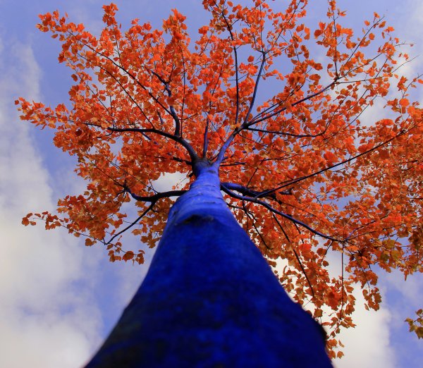 Дерево Tamanu Tree