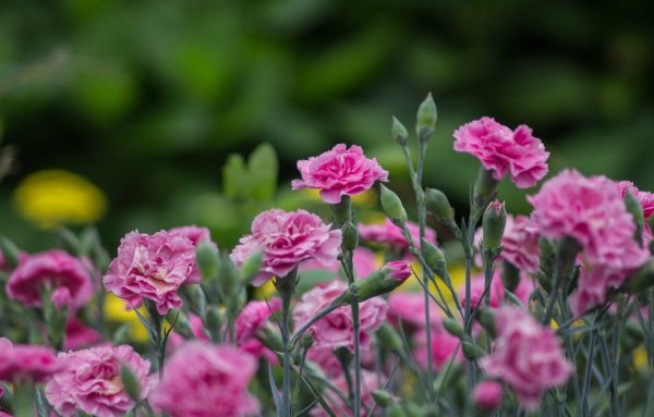 Гвоздика Menorca Pink