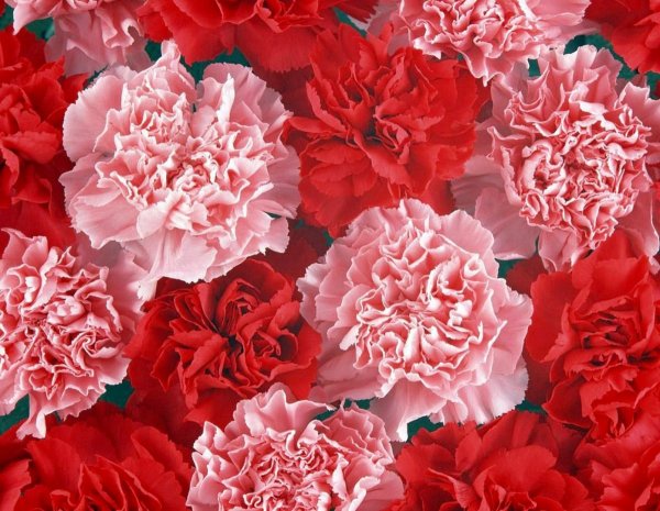 Гвоздика Carnation