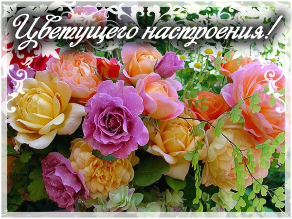 Красивые розы для хорошего настроения
