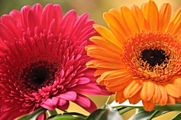 Гербера (Gerbera)