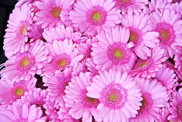 Цветы Fon Gerbera