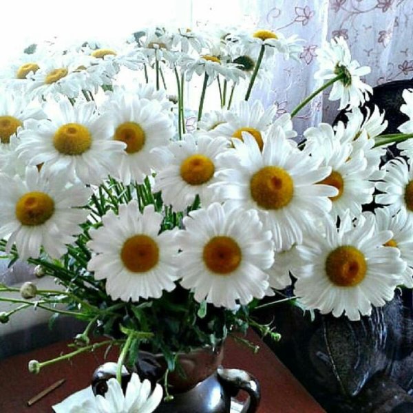 Хорхе Масиэль ромашки