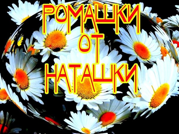 Обои на рабочий стол ромашки