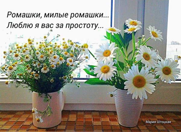 Ромашки для Наташки
