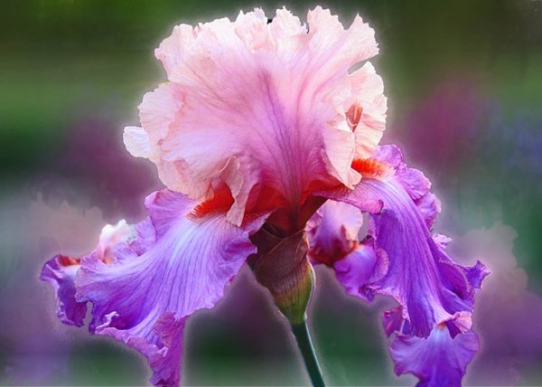 Ирис (Iris) Apollo