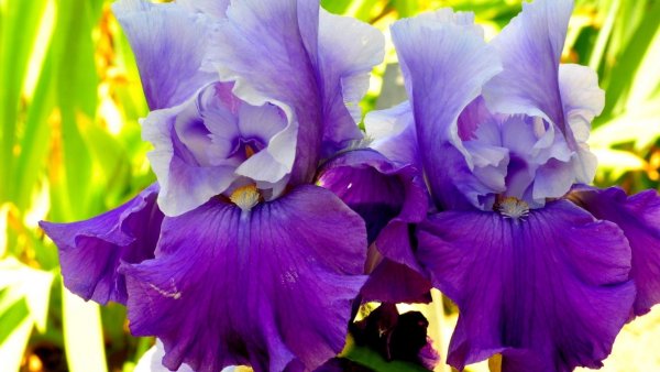 Тигровый фиолетовый Ирис