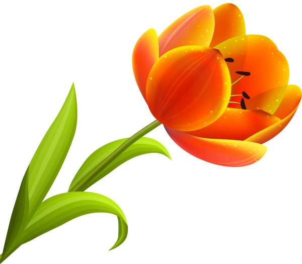Тюльпан — краткое описание и фото для детей