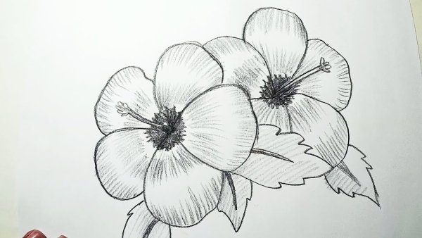 Цветы рисунок