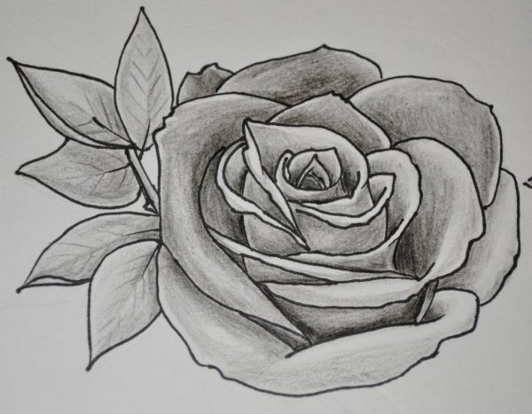 Рисунки карадашомцветы