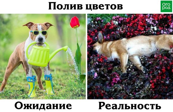 Шутки про цветы и женщин