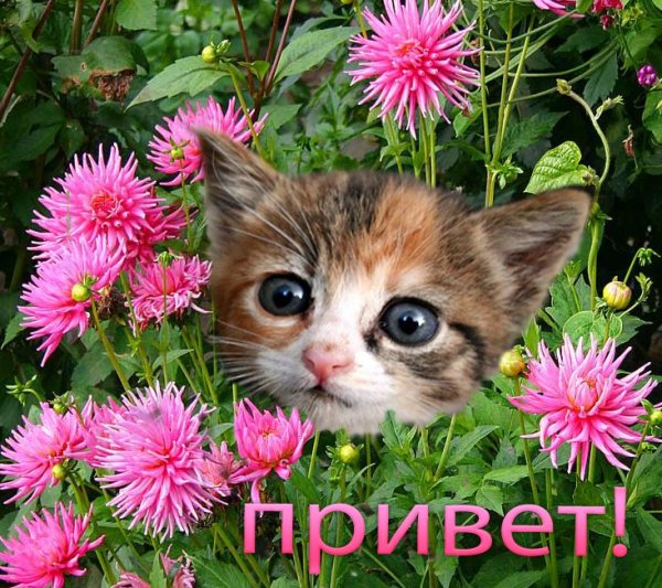 Привет котенок