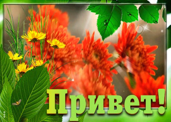 Открытки привет