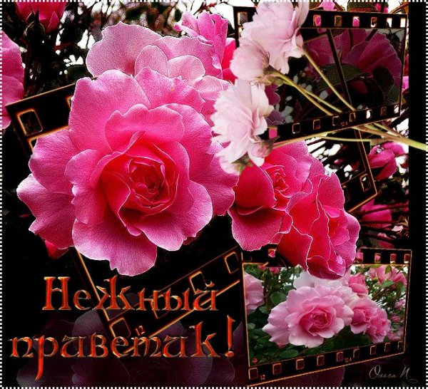 Красивое Приветствие с цветами