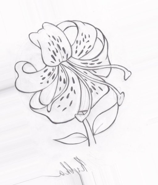 Рисунки для срисовки цветы