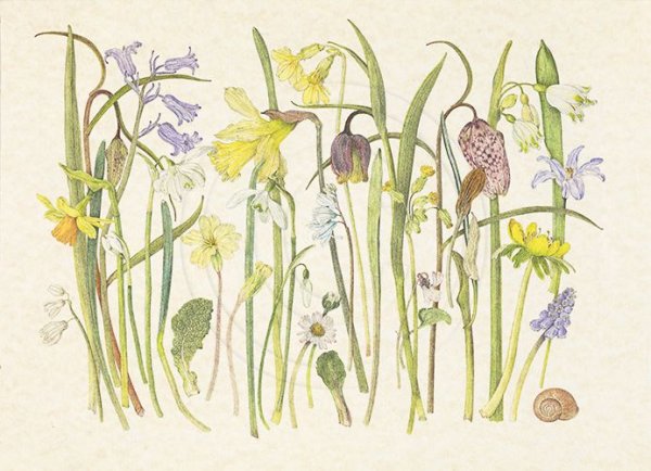 Botanical Painting травы