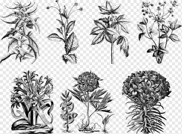 Черно белая Графика растения