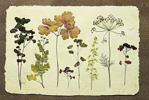 Malva Sylvestris гербарий