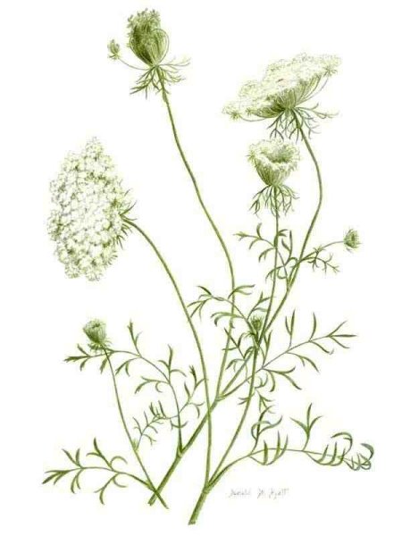 Daucus carota Ботанический рисунок