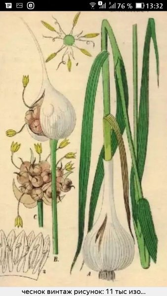 Чеснок посевной Állium satívum l.