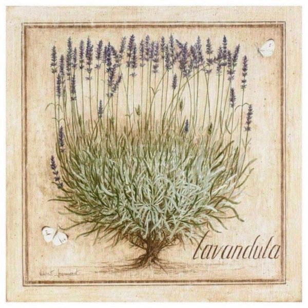 Lavandula angustifolia гербарий