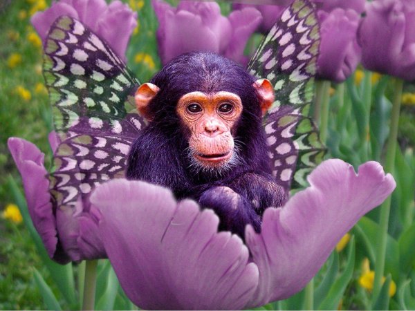 Угарные картинки про обезьян (50 фото) » Юмор, позитив и много смешных картинок