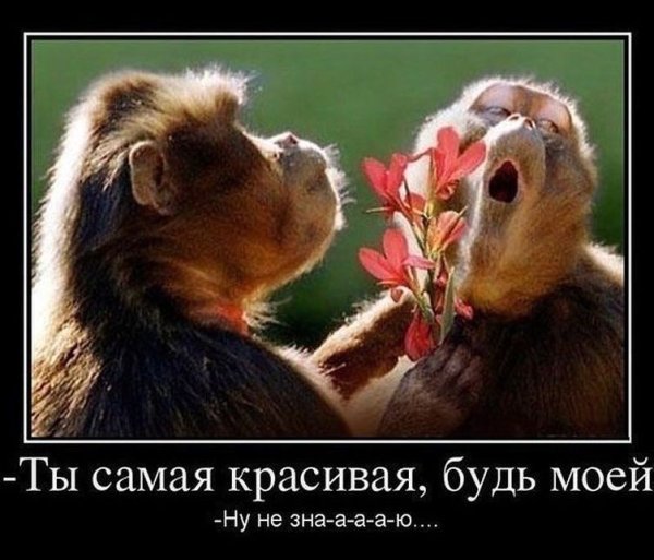 Обезьяна машет