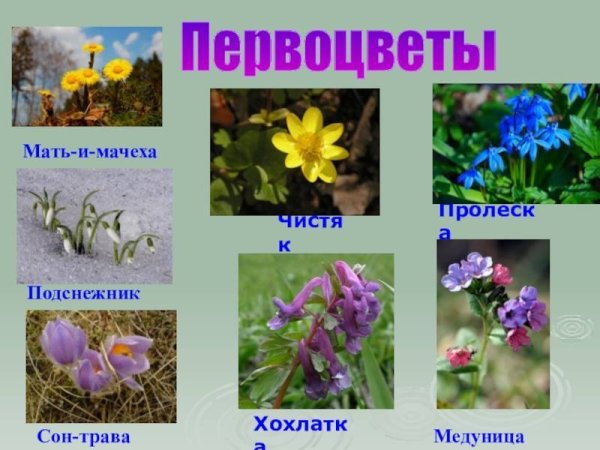 Первоцветы Медуница хохлатка