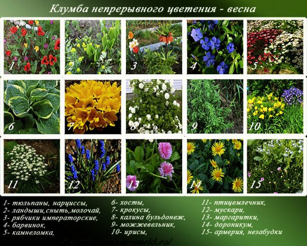 Клумба непрерывного цветения