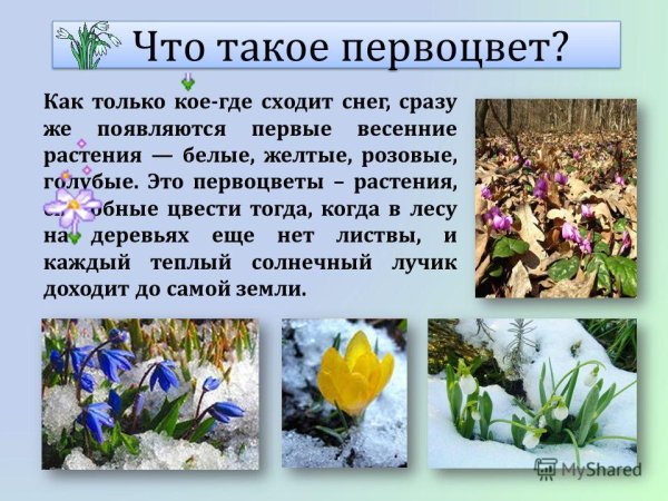 Примула первоцвет през